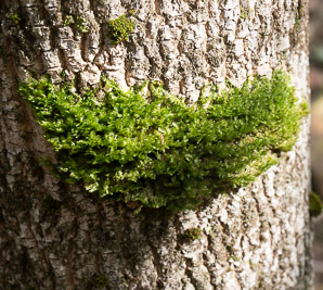 Neckera pennata (shingle moss, neckera moss)