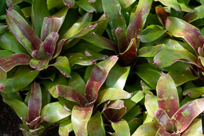 Neoregelia ‘Maya’
