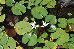 Nymphaea odorata (fragrant water lily, beaver root, American white waterlily)