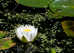 Nymphaea odorata (fragrant white water lily, American white waterlily)