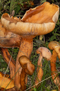 Omphalotus illudens (jack o’lantern mushroom)