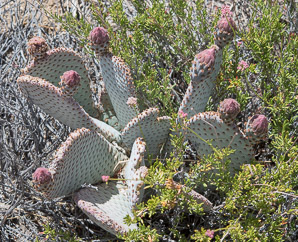 Opuntia basilaris (beavertail cactus, beavertail pricklypear)