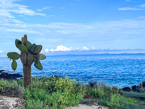 Opuntia galapageia (Galápagos prickly pear, tree prickly pear)