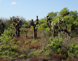Opuntia galapageia (Galápagos prickly pear, tree prickly pear)