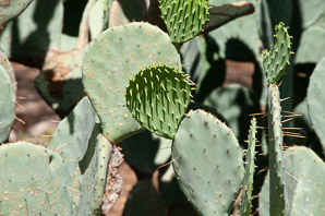Opuntia laevis (spineless prickly pear, tulip prickly pear, tulip pricklypear)