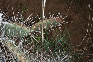 Opuntia polyacantha (plains pricklypear, starvation pricklypear, hairspine cactus, panhandle pricklypear)