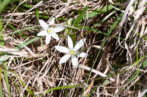Ornithogalum umbellatum (Star of Bethlehem, grass lily, nap-at-noon, eleven-o’clock lady, star-of-Bethlehem)