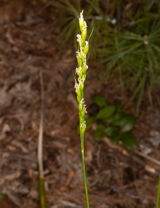 Oryzopsis asperifolia (rough-leaved rice grass, roughleaf ricegrass)