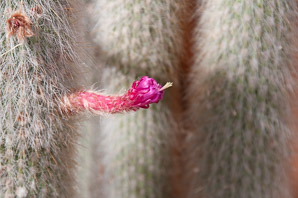 Pachycereus schottii (señita cactus, old man cactus, senita cactus)