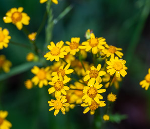 Packera aurea (butterweed, golden groundsel, golden ragwort)