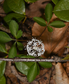 Panax trifolius (dwarf ginseng)