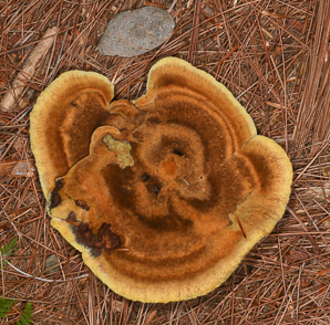 Phaeolus schweinitzii (velvet-top fungus, dyer’s polypore, dyer’s mazegill, brown-cubical butt rot, red-brown butt rot)