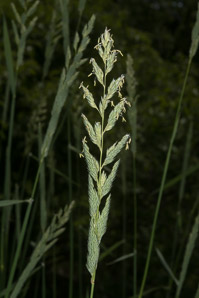 Phalaris arundinacea (reed canary grass, reed canarygrass)