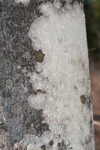 Phlyctis argena (whitewash lichen, blemished lichen)
