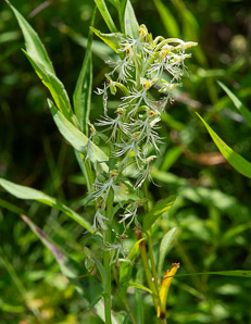 Platanthera lacera (green fringed orchid, ragged orchid, green fringed ochid)
