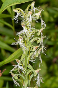 Platanthera lacera (green fringed orchid, ragged orchid, green fringed ochid)