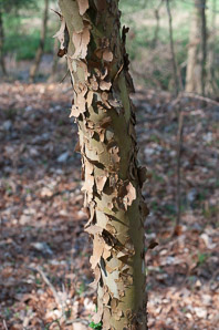 Platanus occidentalis (American sycamore, sycamore)