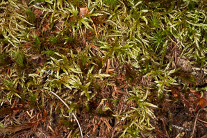 Pleurozium schreberi (Schreber’s moss, feather moss, red-stemmed feather moss, Schreber’s big red stem moss)