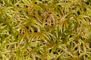 Pleurozium schreberi (Schreber’s moss, feather moss, red-stemmed feather moss, Schreber’s big red stem moss)