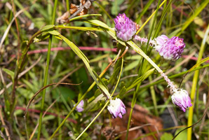 Polygala sanguinea (field milkwort, blood milkwort, purple milkwort)