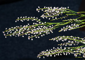 Polygonella articulata (sand jointweed, coastal jointweed)