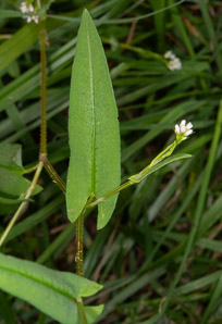 Polygonum sagittatum (arrow tearthumb, arrowleaf tearthumb)