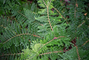Polystichum polyblepharum (tassel fern, Korean tasselfern)