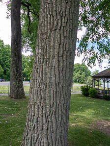 Populus deltoides (Eastern cottonwood, cottonwood)