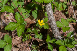 Potentilla norvegica (rough cinquefoil, Norwegian cinquefoil, ternate-leaved cinquefoil)
