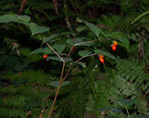 Prosartes smithii (large-flowered fairy bell, largeflower fairybells)