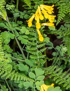 Pseudofumaria lutea (yellow corydalis, rock fumewort)