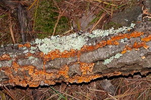 Pycnoporus cinnabarinus (cinnabar polypore)