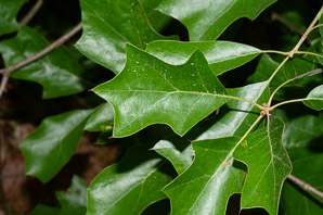 Quercus ilicifolia (bear oak, black scrub oak, scrub oak, turkey oak)