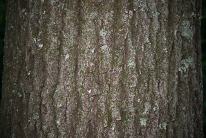 Quercus rubra (northern red oak, champion oak, red oak)