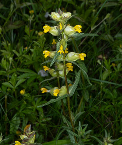 Rhinanthus minor (yellow rattle, little yellow rattle)