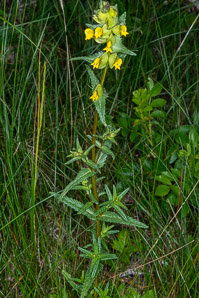 Rhinanthus minor (yellow rattle, little yellow rattle)