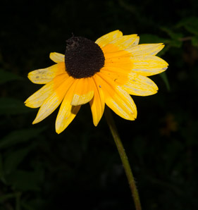 Rudbeckia hirta (black-eyed Susan, blackeyed Susan)