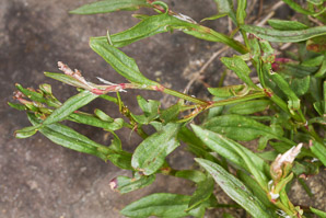 Rumex acetosella (red sorrel, sheep sorrel, sour weed, field sorrel, common sheep sorrel)