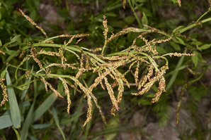 Rumex acetosella (red sorrel, sheep sorrel, sour weed, field sorrel, common sheep sorrel)