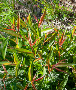Salix eriocephala (heart-leaved willow, Missouri River willow)