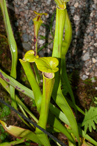 Sarracenia flava (yellow pitcher plant, yellow trumpet, yellow pitcherplant)