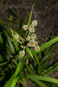 Scirpus atrovirens (green bulrush, dark-green bulrush, dark-green bullrush)
