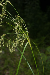 Scirpus cyperinus (brown woolly sedge, cottongrass bulrush, woolgrass, wool grass, common woolsedge)