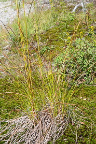 Scirpus cyperinus (brown woolly sedge, cottongrass bulrush, woolgrass, wool grass, common woolsedge)