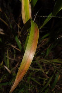 Setaria faberi (giant foxtail, Japanese bristlegrass)