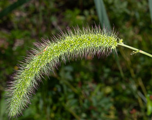 Setaria viridis (green foxtail, green bristlegrass)