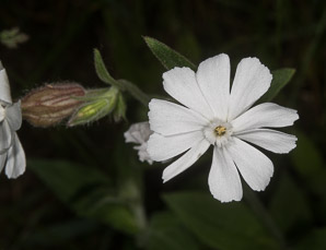 Silene latifolia (bladder campion)