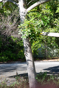 Simarouba glauca (paradise tree, dysentery-bark, bitterwood, paradisetree)