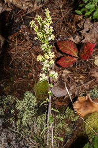 Solidago bicolor (silverrod, white goldenrod)