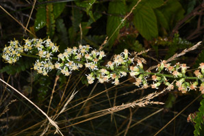 Solidago bicolor (silverrod, white goldenrod)